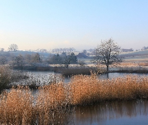 Tatarak, Wzgórza., Bagna. Drzewa