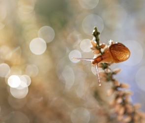 Wrzos, Bokeh, Ślimak