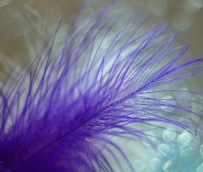 Makro, Bokeh, Fioletowe, Piórko
