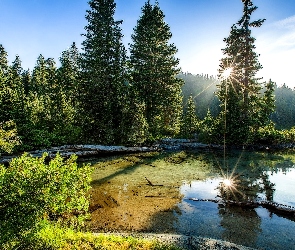 Lato, Drzewa, Słońca, Jezioro, Promienie