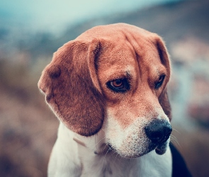 Beagle, Pies
