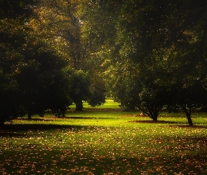 Jesień, Park, Promienie Słońca