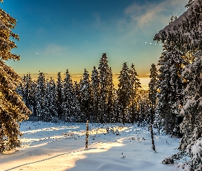 Zima, Śnieg, Drzewa, Promienie Słońca, Ośnieżone