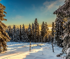 Ośnieżone, Śnieg, Promienie Słońca, Drzewa, Zima