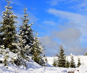 Zima, Drzewa, Rosja, Śnieg