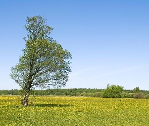 Łąka, Drzewo