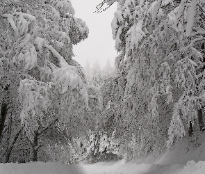 Śnieg, Ośnieżone, Drzewa, Las