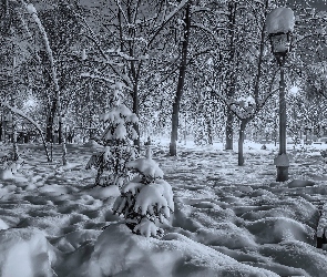 Zima, Białe, Park, Czarno, Śnieg