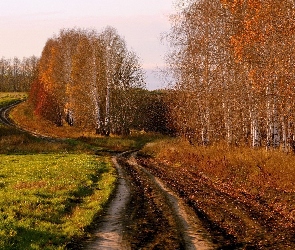 Jesień, Łąki, Droga, Las