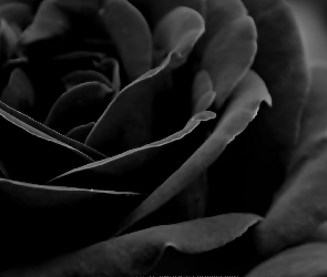 Róża, Czarna