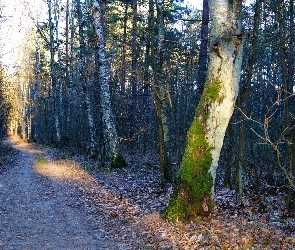 Droga, Drzewo, Omszałe, Światło, Las