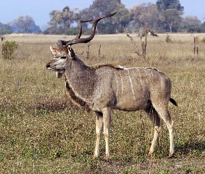 Antylopa, Sawanna, Rogi, Kudu