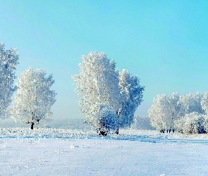 Zima , Drzewa Ośniezone, Las