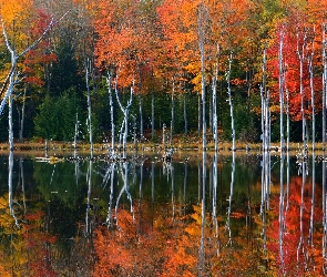 Jesień, Bagno, Las