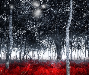 Czerwona Paproć, Drzewa, Las, Śnieg