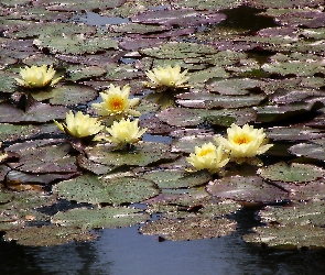 Nenufary, Staw