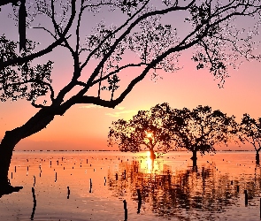 Filipiny, Drzewa, Zachód słońca