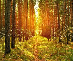 Ścieżka, Przebijające Światło, Las