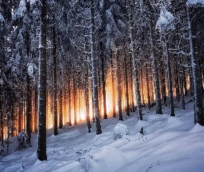 Las, Drzewa, Światło, Przebijające, Zima