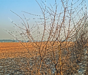 Droga, Krzewy HDR, Pole