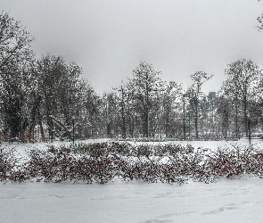 Poznań, Plac Spiski, Drzewa, HDR, Park, Zima, Krzewy