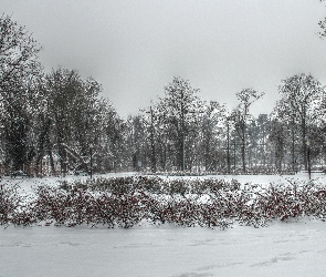 Drzewa, Zima, HDR, Park, Plac Spiski, Poznań, Krzewy