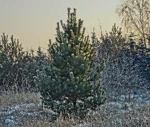 Polana, Świerk, Zima