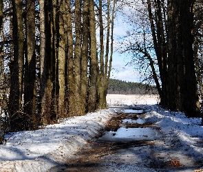 Wiosenne, Las, Śnieg, Droga, Roztopy