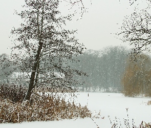 Trawy, Poznań, Park Sołacki, Drzewa, Zima