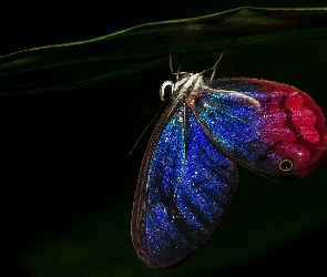 Motyl, Niebiesko Czerwony