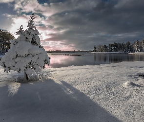 Jezioro, Cień, Drzewo, Wschód Słońca, Zima