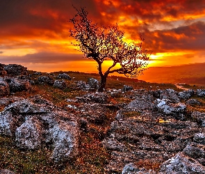 Kamienie, Drzewo, Zachód Słońca