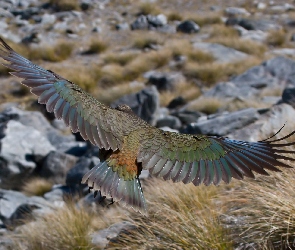 Kea, Lot, Papuga