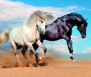 Konie, Galop, Biały, Czarny, Dwa