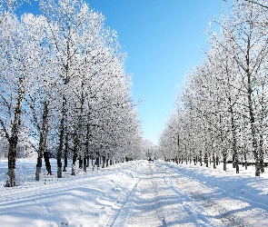 Zima, Drzewa, Ośnieżone, Droga