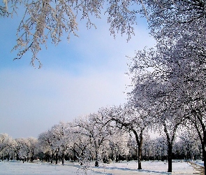 Zima, Śnieg, Park, Droga, Niebo