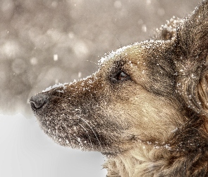 Kundelek, Zima, Śnieg, Shila, Pies