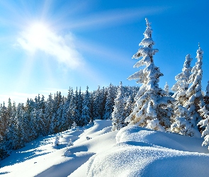 Promienie, Drzewa, Ośnieżone, Słońca, Zima