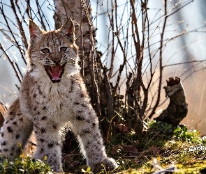 Młody, Ryś