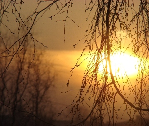 Drzewo, Zachód słońca, Gałęzie