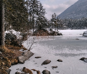 Śnieg, Góry, Las