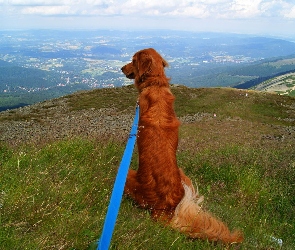 Krajobraz, Golden Retriever