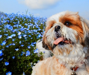 Pies, Kwiaty, Niebieskie, Shih Tzu