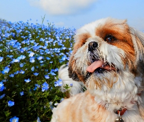 Kwiaty, Niebieskie, Pies, Shih Tzu