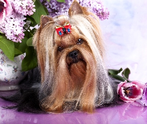 Australian Silky Terrier, Kwiaty, Wazon, Kokardka