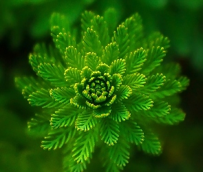 Zielony kwiat