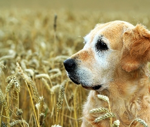 Pszenica, Golden Retriever