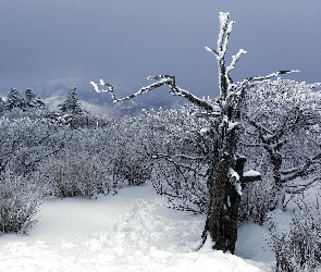 Zima, Drzewa, Śnieg, Las