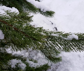 Sosny, Gałązka, Zima, Śnieg