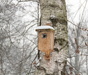 Brzoza, Zima, Karmnik